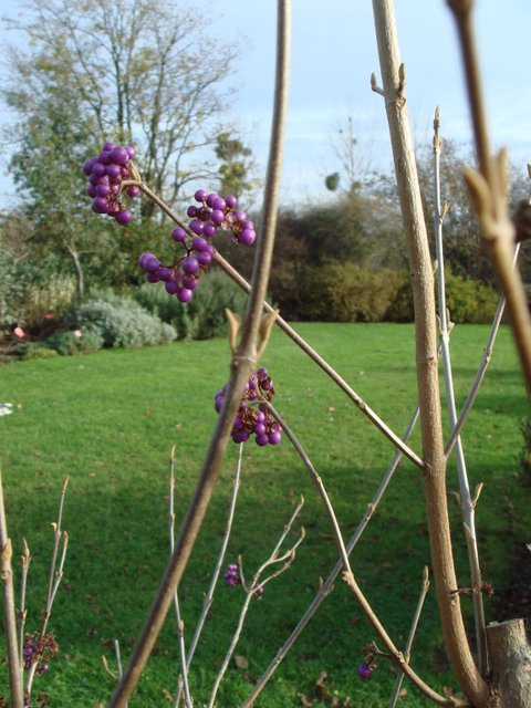 Callicarpa bodinieri rameau P22